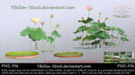 Pink Lotus I by YBsilon-Stock by YBsilon-Stock