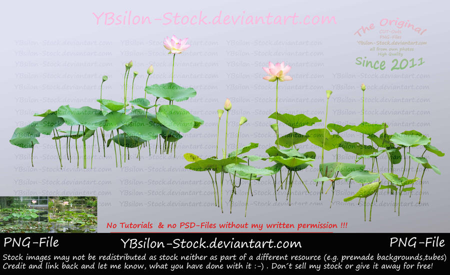 Pink Lotus II by YBsilon-Stock by YBsilon-Stock