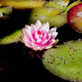 water lily