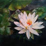 water lily painting