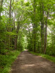Another road in the woods by RowyeStock