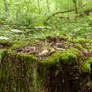 Mossy Borders Tree Stump w/ Fungi