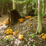 Lots of Orange Fungi Mushrooms-7