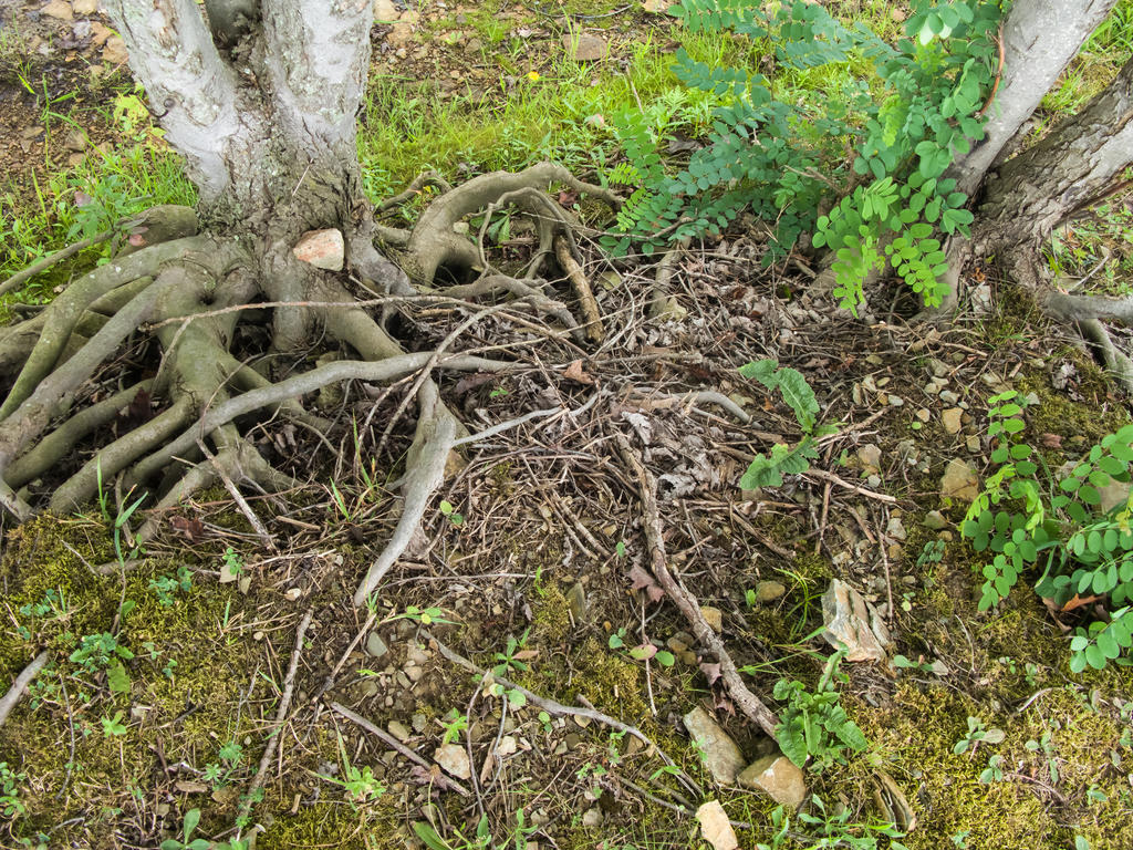Crazy Roots by a Pond-4 by RowyeStock on DeviantArt