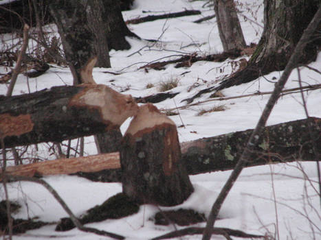 Beaver Damage