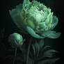 Green peony in a dark background with green leaves