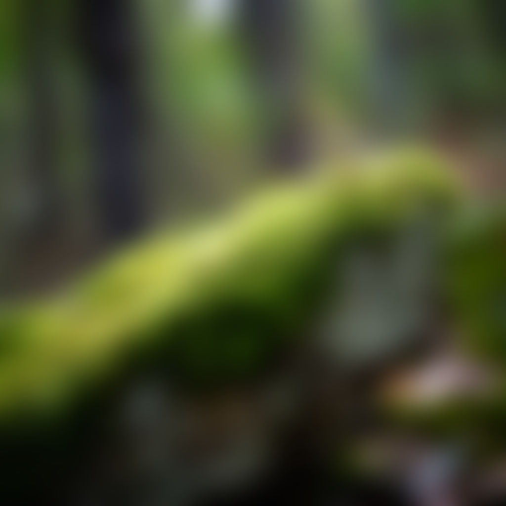 plants by aiphotos123 on DeviantArt