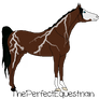 Lightning Arabian Stallion Charrie - DO NOT USE