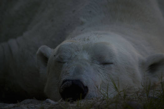 Polar Bear