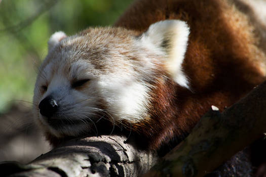 Red Panda 3