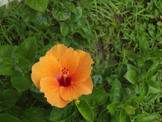 Orange Hibiscus