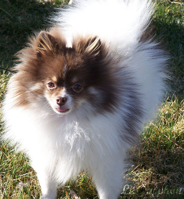 Pomeranian