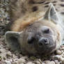 Spotted Hyena