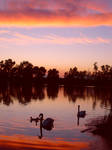 swan lake. by Eunelia