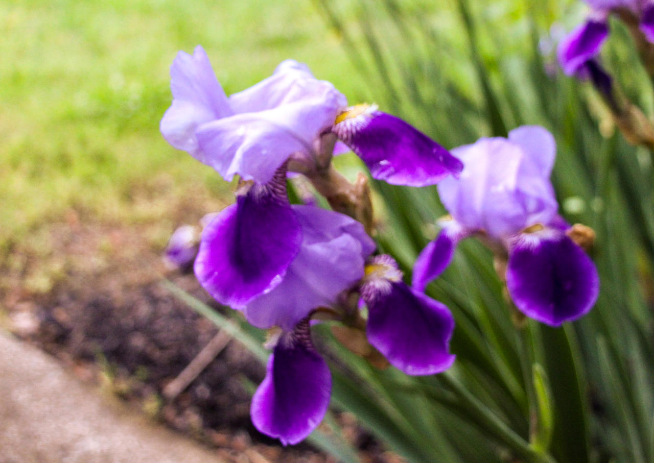 Bearded Iris