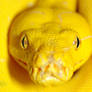 Greent Tree Python 1