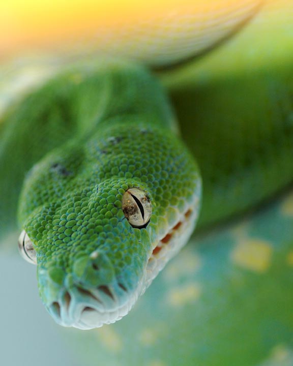 Greent Tree Python 2 by ryanmattes on DeviantArt