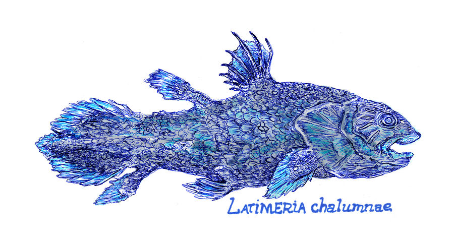 West Indian Ocean Coelacanth