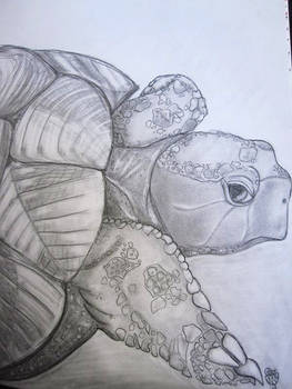 turtle of the paper