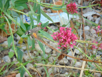 ~Hummingbird Moth~