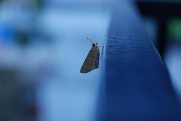 Little moth