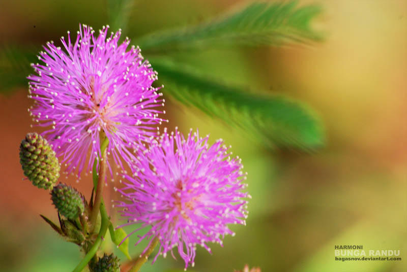 Bunga Randu by bagasnov on DeviantArt