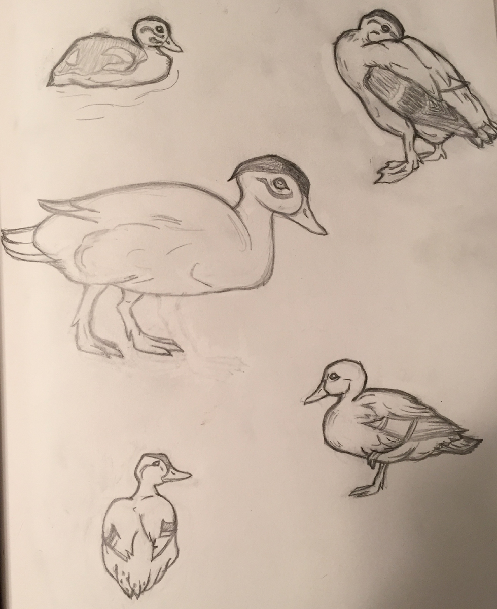 Duck Sketches