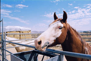 Blue Eyed Horse3