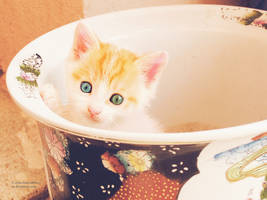 Kitty in pot