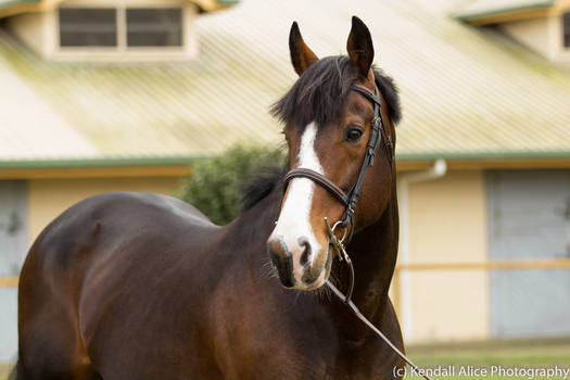 New Zealand Stationbred stallion stock