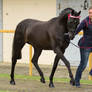 Riding Pony stallion stock