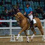 Pony dressage stock