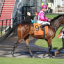 Thoroughbred racehorse stock