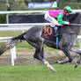 Thoroughbred racehorse stock