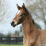 Thoroughbred foal stock