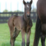 Thoroughbred foal stock