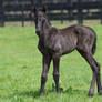 Thoroughbred foal stock