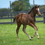 Thoroughbred foal stock