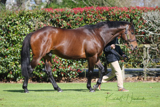 Thoroughbred stallion stock