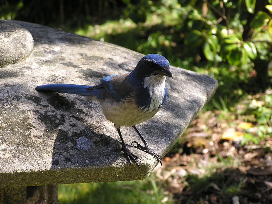 Scrub Jay 2