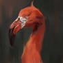 Portrait of flamingo
