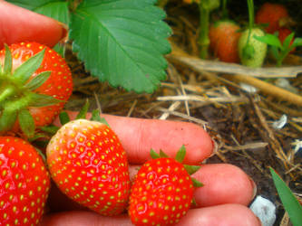 berry of a straw