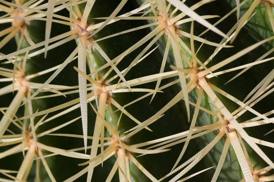 cactus texture