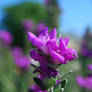 Purple Sage