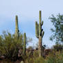 October's Saguaro