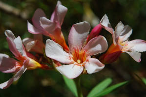 Pink Oleanders