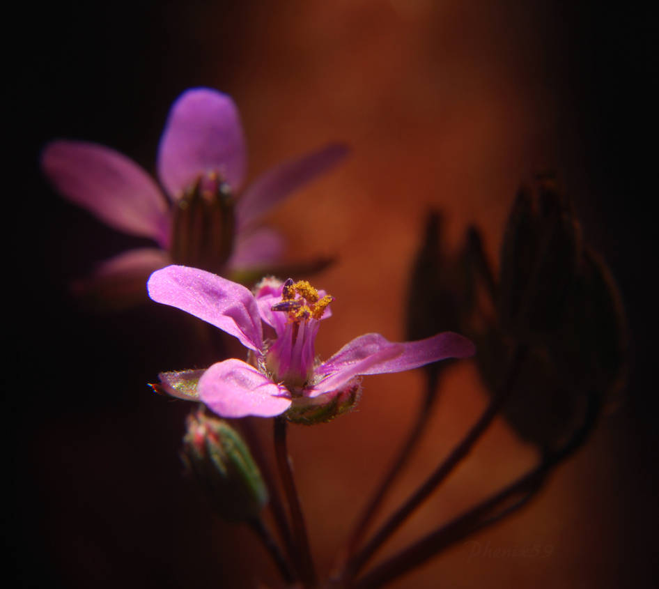 Winter Blooms - Erodium Cicutarium