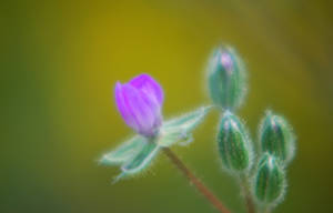 Soft Focus