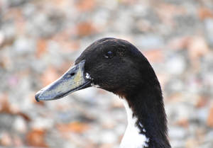 Black Duck Portrait