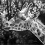 Giraffe Portrait in graphite